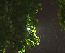 [날씨] 밤부터 전국 곳곳에 비..초여름 더위 주춤