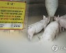 한총리 "돼지열병 방역에 가용자원 총동원" 긴급지시