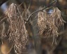 코로나로 감시 줄자 소나무 에이즈 '재선충병' 급증