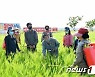 북한 "농업 부문서 중시해야 할 사업은 밀농사"