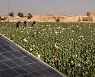 '아편과의 전쟁' 나선 탈레반, 최대 장애물은 '태양광'