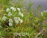 [포토] 국립생태원, 독미나리 꽃 만개