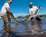 무게만 100kg, 길이 5.4m..초대형 버마왕뱀 美 플로리다서 잡혔다