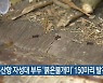 부산항 자성대 부두 '붉은불개미' 150마리 발견