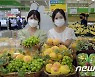 농협유통 '샤인머스캣·그린황도 출시'