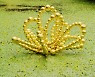 덕수궁 연못에 핀 황금 연꽃..예술과 과학 만나다