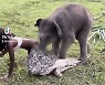 [영상] "OMG!" 장난치다 女모델 치마 찢은 아기코끼리