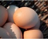 삶은 달걀과 멸치조림.. 중년에 특히 좋은 식단은?