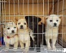 한국펫산업소매협회 "정부, 반려동물 개념·통계 명확히 해야"