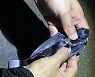 제주 찾은 제비 어디로 갈까?..0.45g 추적기  부착