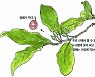 [소년중앙] 뜰보리수는 왜 남들보다 빠르게 열매 맺을까