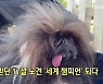 [톡톡 지구촌] 학대받던 17살 노견 '세계 챔피언' 되다