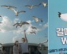 How feeding seagulls became a boat trip selling point