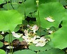 [포토친구] 떨어진 연꽃잎 위의 개구리