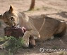 SUDAN PHOTO SET ANIMAL RESCUE CENTER