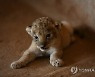 SUDAN PHOTO SET ANIMAL RESCUE CENTER