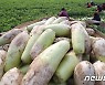 "과잉생산 반복 월동무·당근·양배추 재배면적 감축해야"