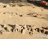 김포시, 한국전쟁 민간인 희생자 유해발굴 7월 본격 시행