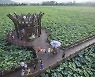 'KBS전국노래자랑 무안연꽃축제에서 즐기세요'