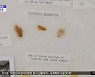 [투데이 와글와글] '달 먼지 먹인 바퀴벌레' 경매 중단, 왜?