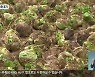 양상추 가격 폭락에 '수확 포기'..계약 재배 농가 "막막"