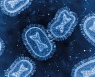 미국, 원숭이두창 '표적 백신' 수십만회분 풀기 시작
