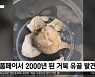 [이 시각 세계] 폼페이서 2000년 된 거북 유골 발견