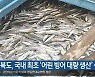 경북도, 국내 최초 '어린 빙어 대량 생산' 성공