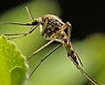'말라리아 매개' 얼룩날개모기 파주 이어 고양에서 발견