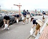 유니클로와 한국청소년해사법학회 자원봉사자 해양 정화 활동