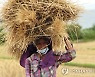 밀·옥수수 가격과 반대로 가는 쌀..올해 국제시장 가격 17%↓