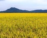 [Why] 밀·옥수수 가격 폭등에도 쌀값은 하락한 이유