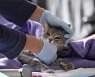 태국서 고양이한테 코로나19 감염된 사람 첫 보고