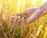 우리 쌀 지킬 '골든타임'이 왔다 [기고]