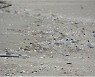 사라진 쇠제비갈매기 낙동강하구로 돌아왔다..9년 만에 최대로 번식