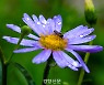 소방청, 7~9월 '벌 쏘임' 위험 예보한다