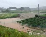 100mm 넘는 장맛비에 침수된 원주 농경지