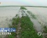 북한 황해남도 연안군의 침수된 논벼들