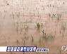 북한 평양시 협동농장에 침수된 논벼들의 모습