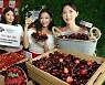 [포토] 워싱턴체리 시즌..'7월 2일은 체리데이'