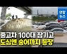 [영상] 330mm 물폭탄..한강 거슬러 올라가는 숭어 '펄떡'