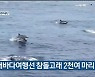 고래바다여행선 참돌고래 2천여 마리 발견