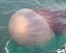 "총 길이 3m" 초대형 해파리, 제주·부산 해수욕장서 출몰