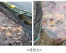 '펄펄' 끓는 바닷물에.. 2m 거대 해파리 강원 고성까지 북상