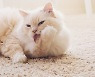 고양이의 그루밍..그루밍의  중도(中道)