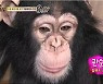 '학대' 체험 동물원 넘어갈 위기, 침팬지 광복·관순이 '반출 철회'