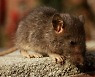 中에서 또? 산둥성 등지 서식 쥐에서 새 바이러스 발견