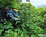 희귀수목 '덩굴옻나무' 자생지 다도해해상국립공원서 발견