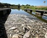 "오염 사실 늦게 알려"..물놀이 하던 강에서 물고기 집단 폐사, 폴란드 당국 원인조사 착수