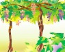 [인 더 바이블] 포도나무(vine)